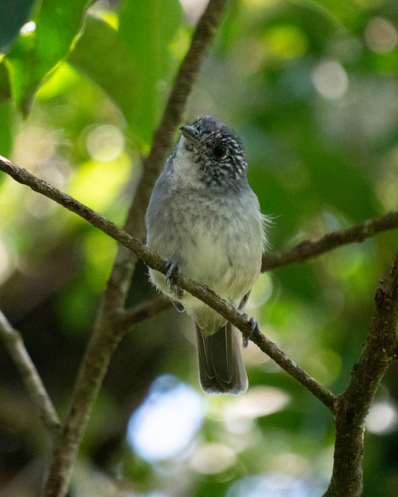 Rufous-backed Antvireo (Dysithamnus xanthopterus), photo 3