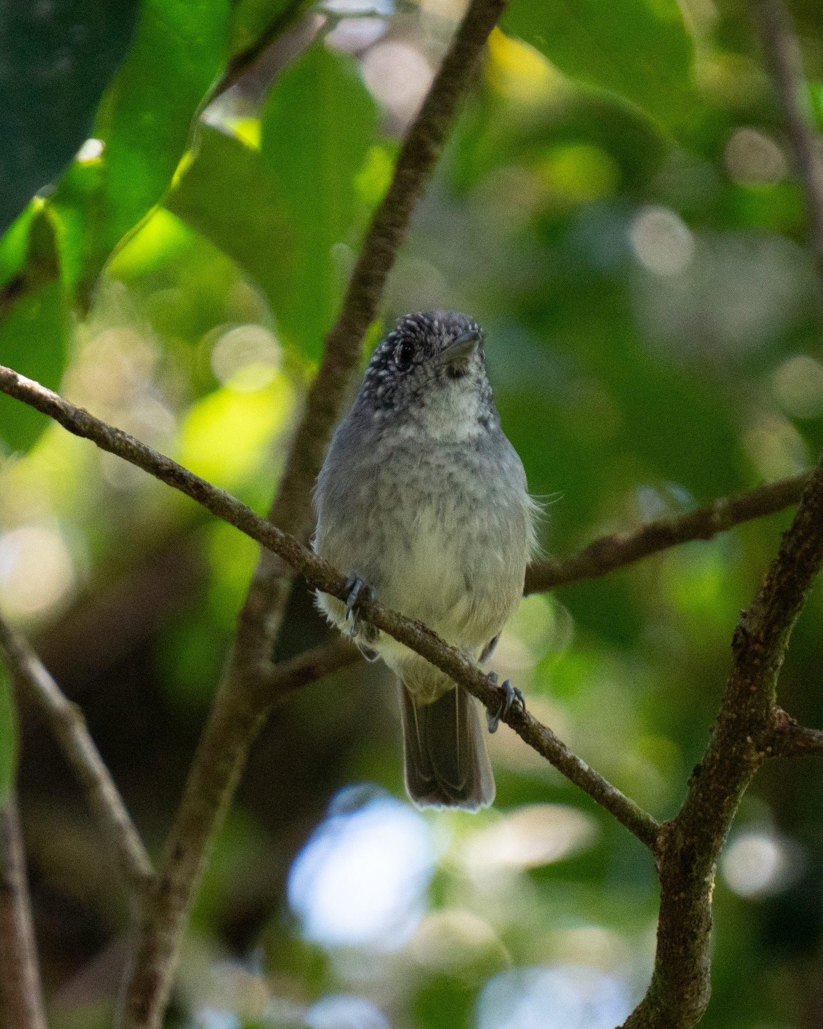 Rufous-backed Antvireo (Dysithamnus xanthopterus), photo 4