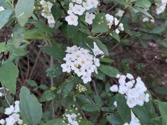 Spiraea prunifolia