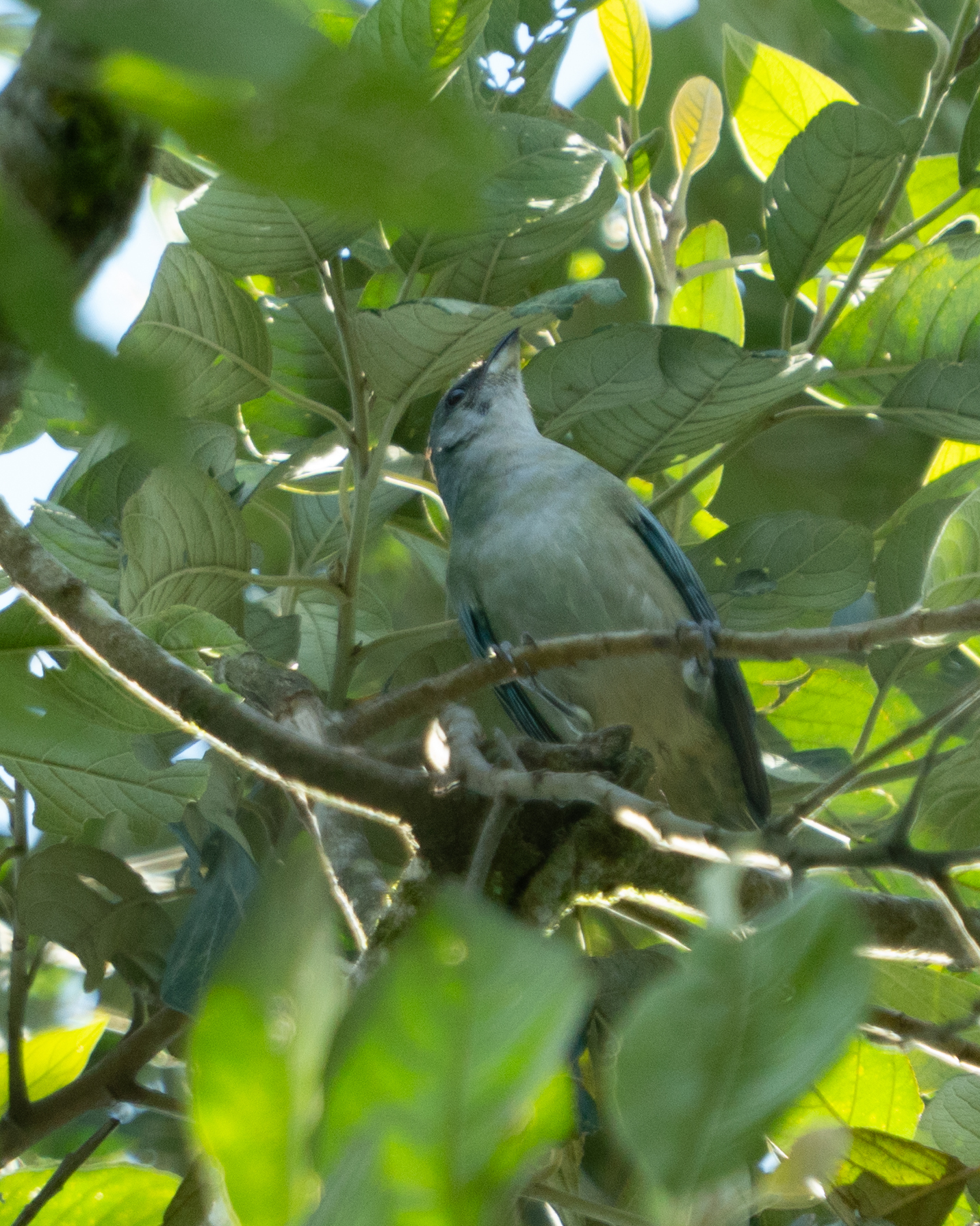 Azure-shouldered Tanager (Thraupis cyanoptera), photo 2