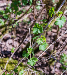 Ribes divaricatum