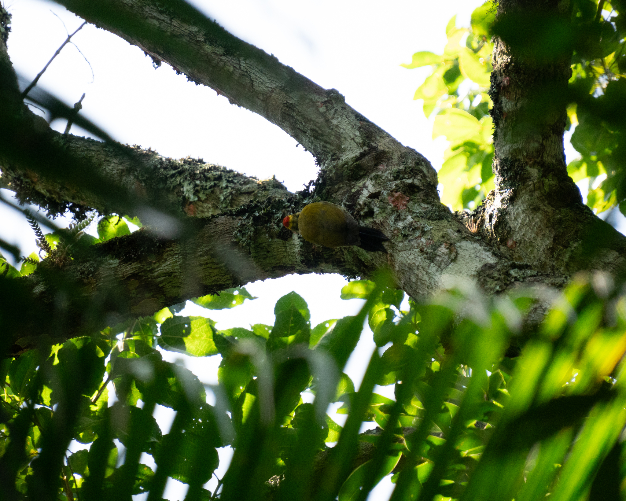 Yellow-browed Woodpecker (Piculus aurulentus), photo 5