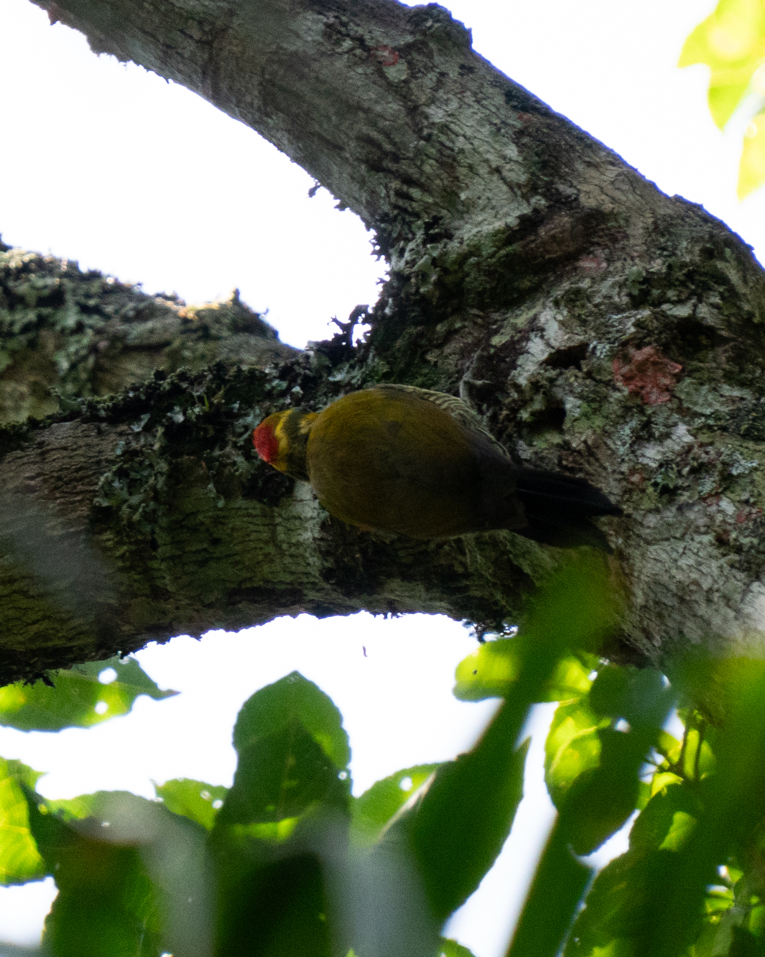 Yellow-browed Woodpecker (Piculus aurulentus), photo 4