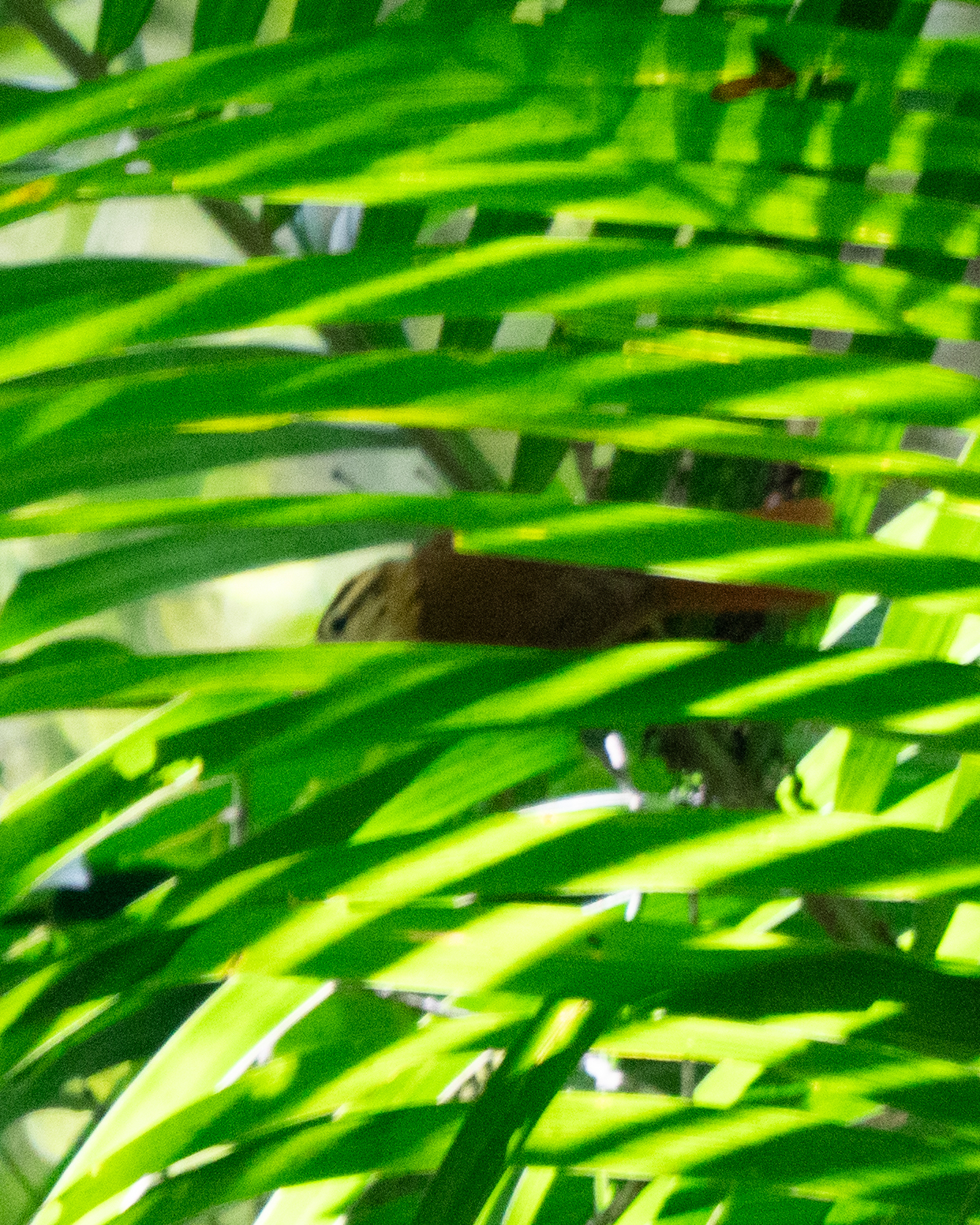 White-browed Foliage-gleaner (Anabacerthia amaurotis), photo 4