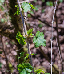 Ribes divaricatum