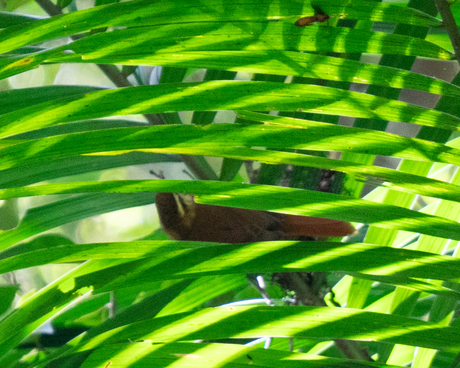 White-browed Foliage-gleaner (Anabacerthia amaurotis), photo 3