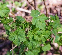 Ribes divaricatum