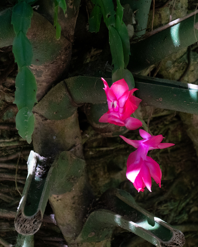 Thanksgiving cactus