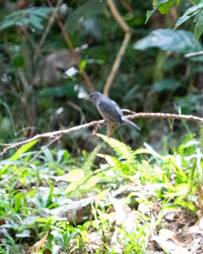 Uniform Finch (Haplospiza unicolor), photo 8