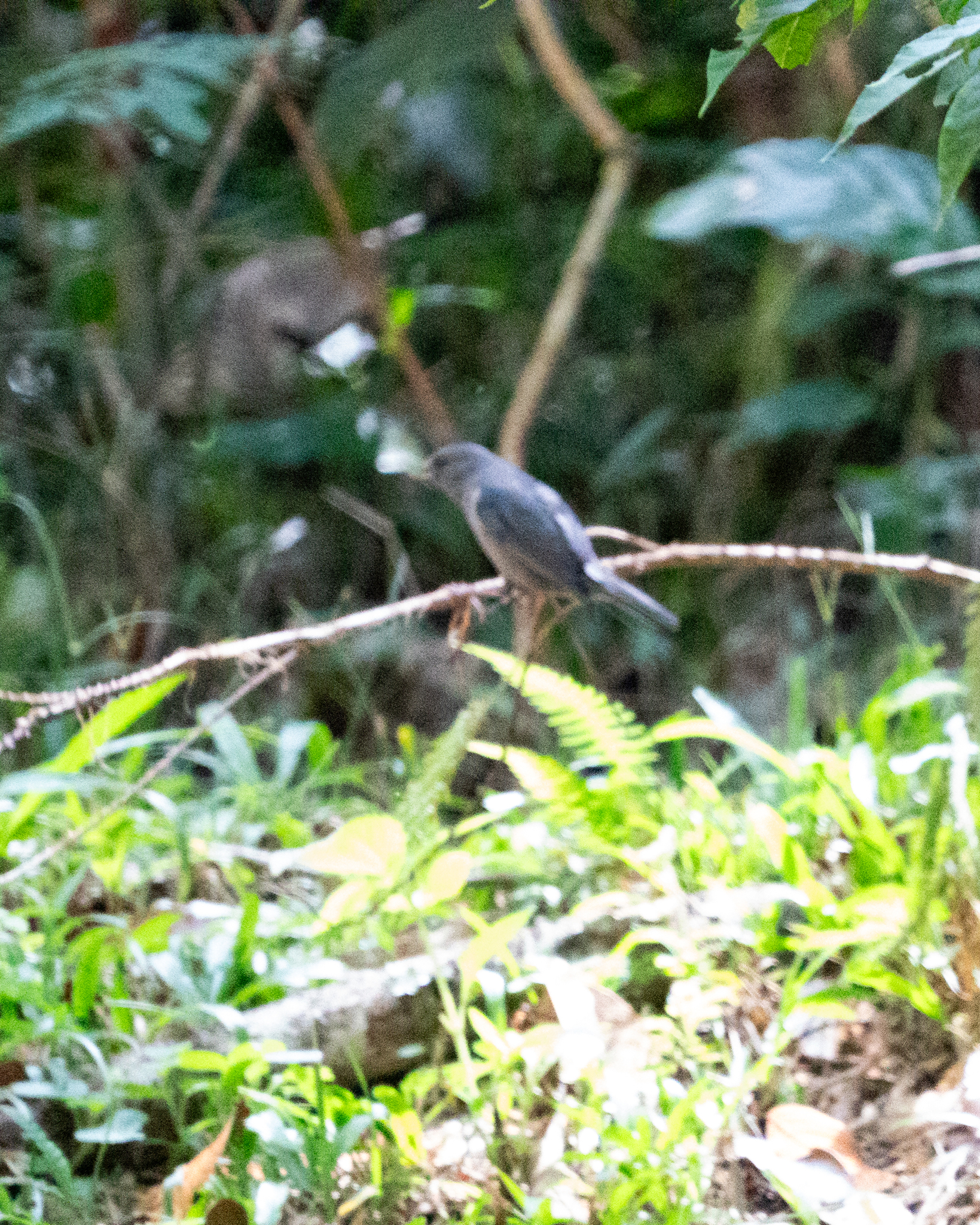 Uniform Finch (Haplospiza unicolor), photo 4