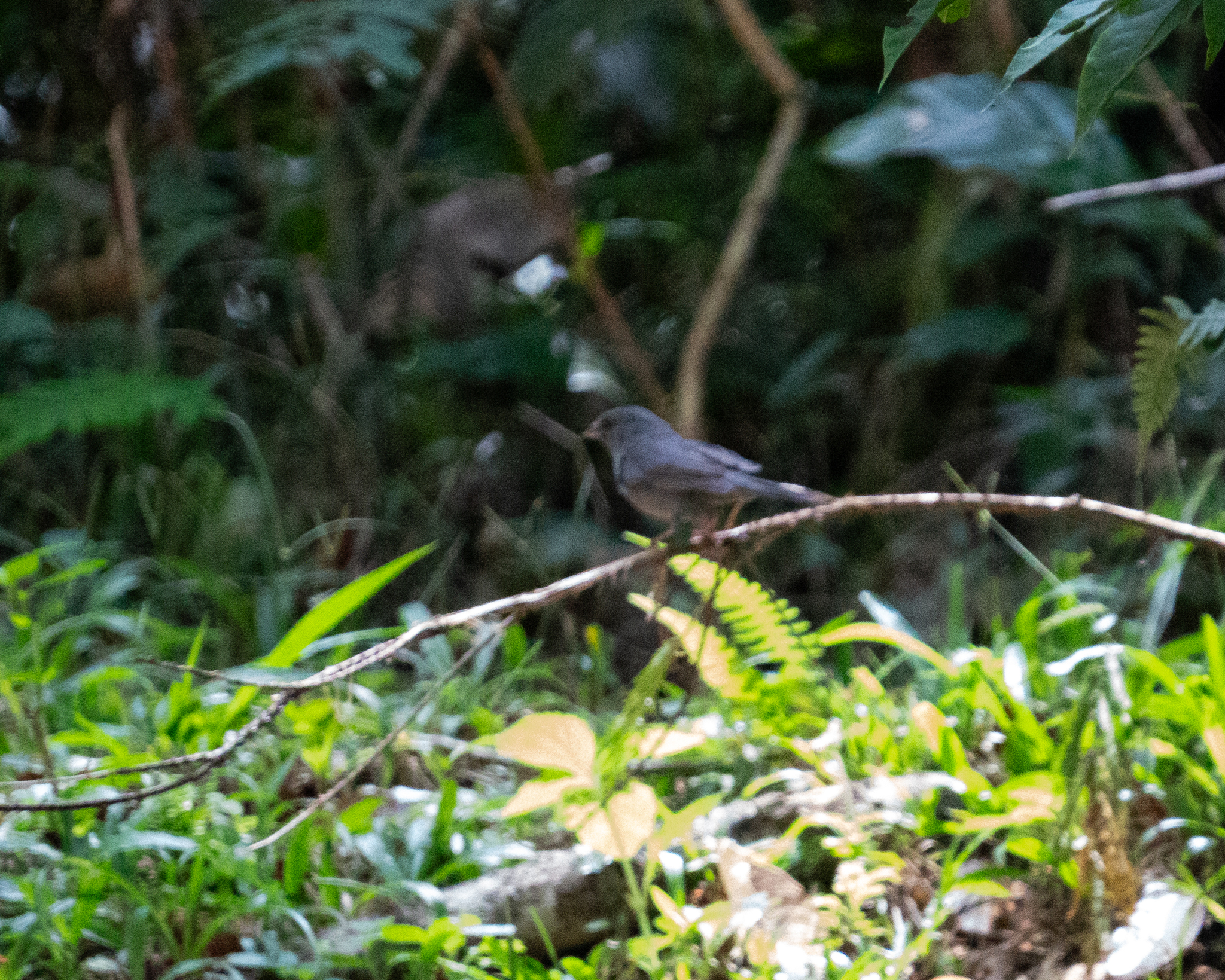 Uniform Finch (Haplospiza unicolor), photo 3