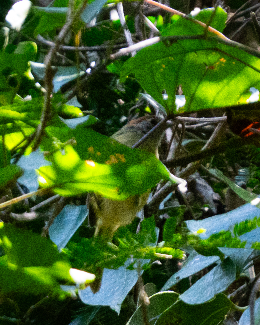 Rufous-crowned Greenlet (Hylophilus poicilotis), photo 5