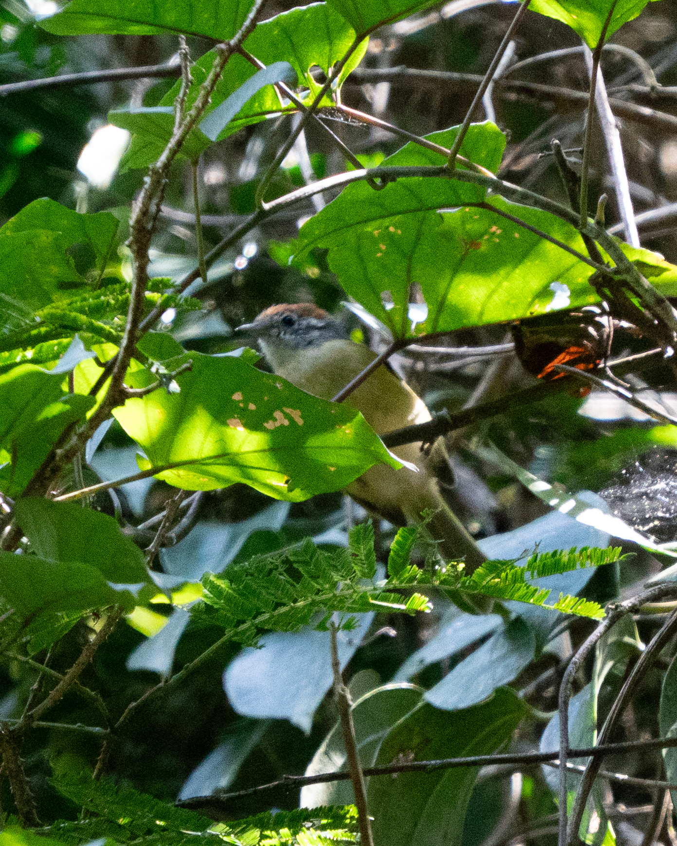 Rufous-crowned Greenlet (Hylophilus poicilotis), photo 4
