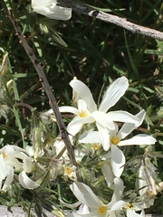 Phlox tenuifolia