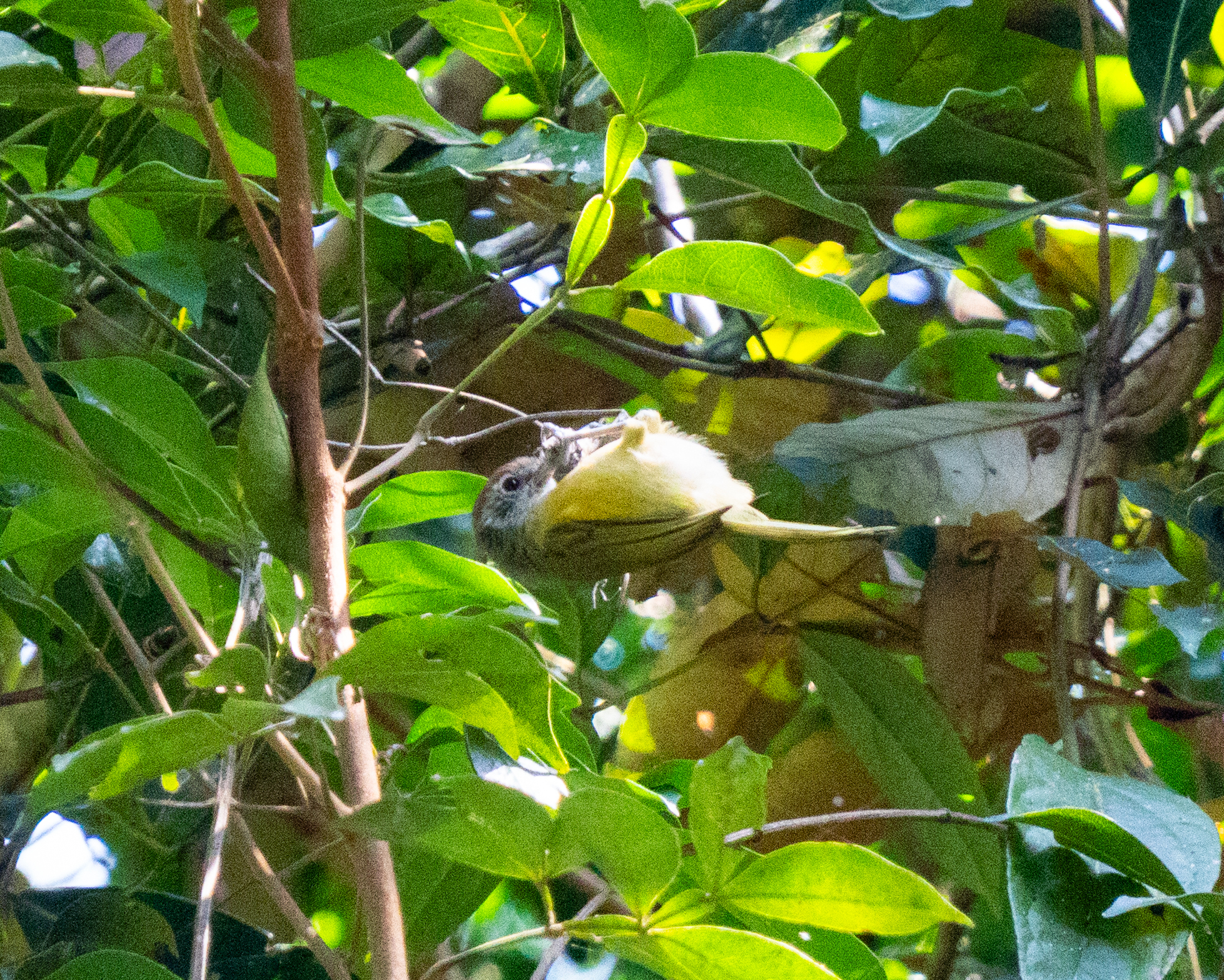 Rufous-crowned Greenlet (Hylophilus poicilotis), photo 6