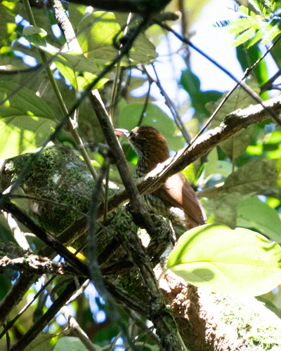 Scaled Woodcreeper (Lepidocolaptes squamatus)