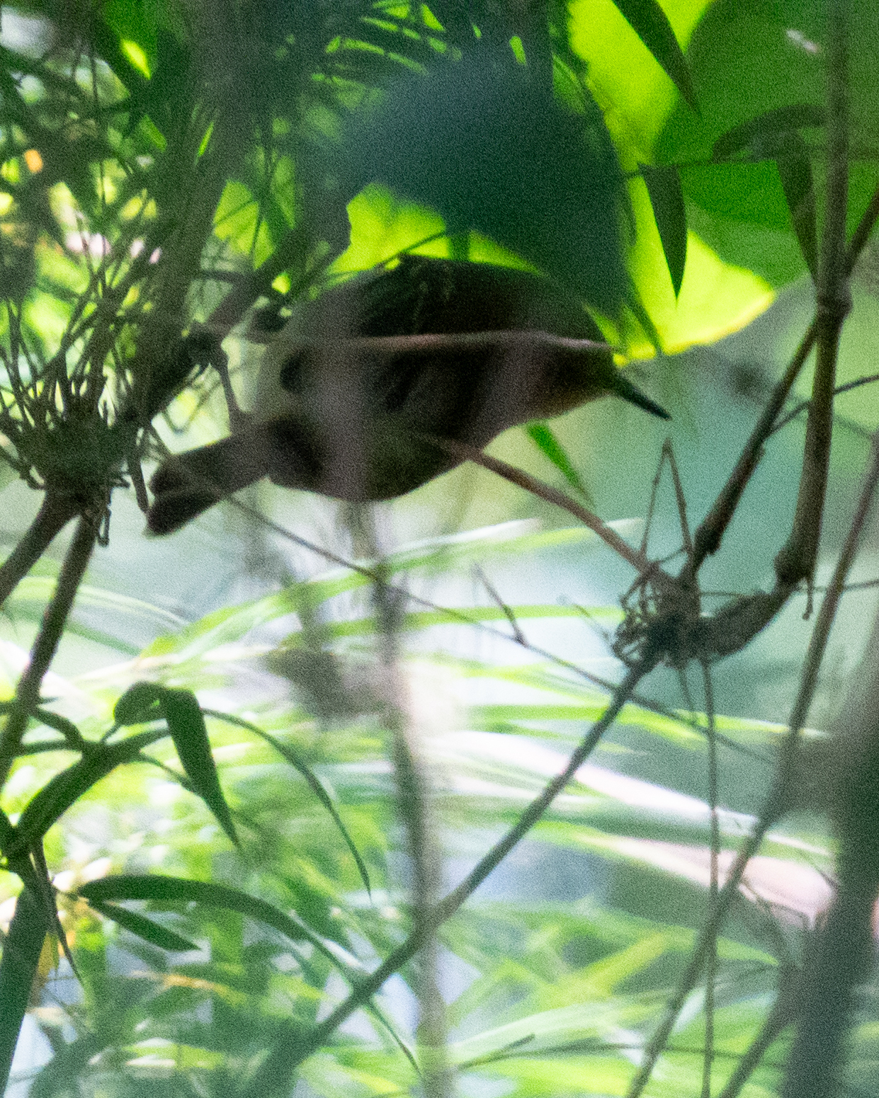 Ochre-faced Tody-Flycatcher (Poecilotriccus plumbeiceps), photo 7