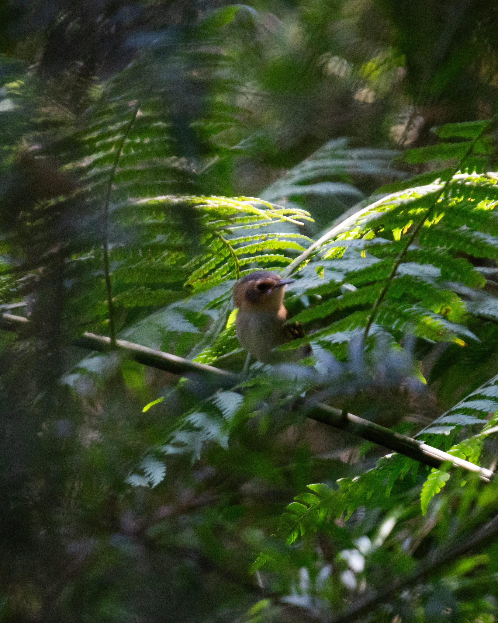 Ochre-faced Tody-Flycatcher (Poecilotriccus plumbeiceps), photo 6