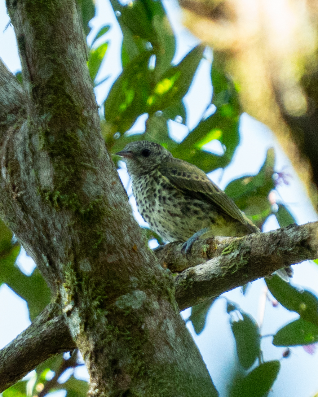 Sharpbill (Oxyruncus cristatus), photo 9