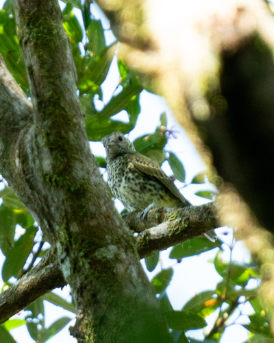 Sharpbill (Oxyruncus cristatus), photo 5
