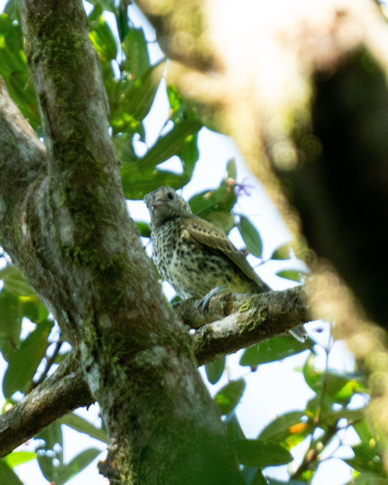 Sharpbill (Oxyruncus cristatus), photo 10