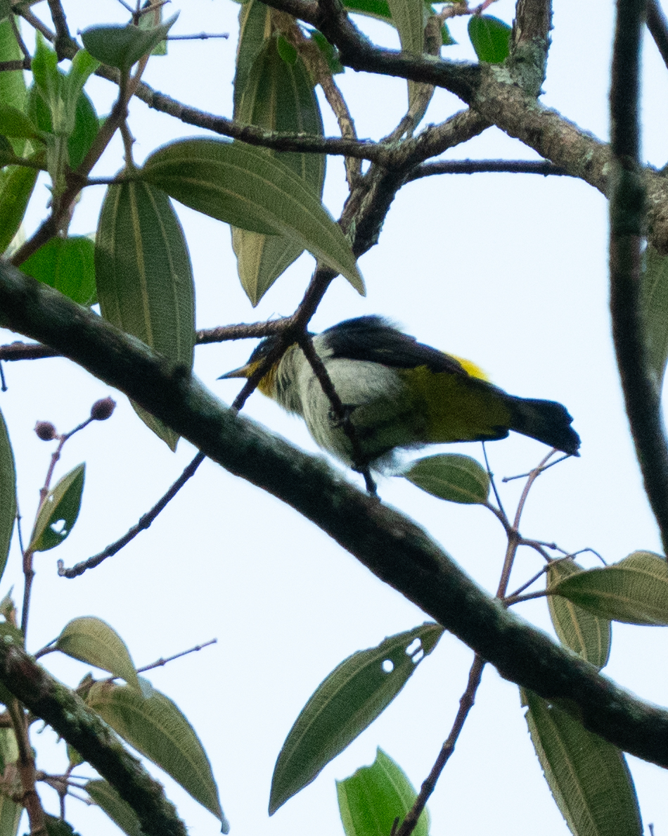 Yellow-backed Tanager (Hemithraupis flavicollis), photo 5