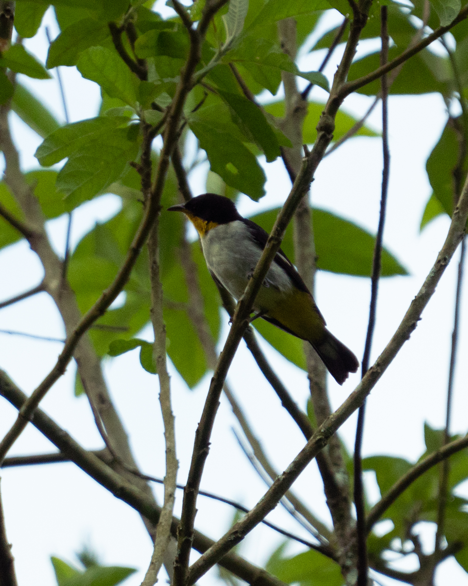 Yellow-backed Tanager (Hemithraupis flavicollis), photo 6