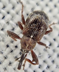 Anthonomus bituberculatus