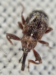 Anthonomus bituberculatus