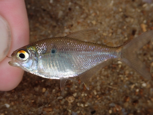 Tetra (Jupiaba polylepis) — Characidae — 2