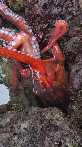 Giant Pacific Octopus photographed in Oregon