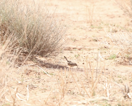 Scrub Warbler