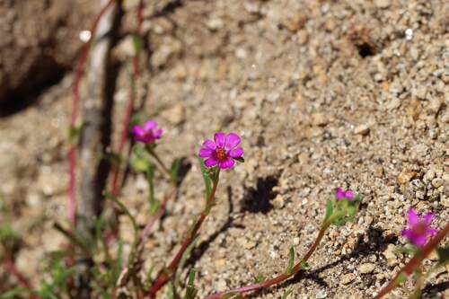 Calandrinia pilosiuscula, photograph 3