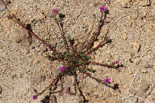 Calandrinia pilosiuscula, photograph 4