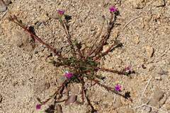 Cesar Ormazabal, CC BY, iNaturalist via GBIF Calandrinia pilosiuscula, photograph Cesar Ormazabal, CC BY, iNaturalist via GBIF