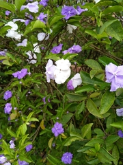 Brunfelsia uniflora