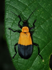 Chauliognathus dimidiatus