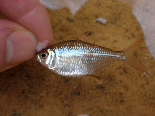 Moenkhausia tetra (Moenkhausia hemigrammoides) — Characidae — 3