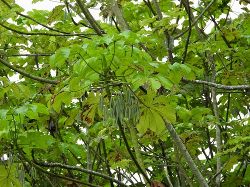 Cecropia membranacea, photograph 2