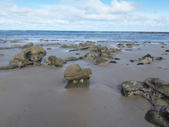 Galeolaria caespitosa