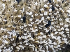 Galeolaria caespitosa