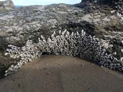 Galeolaria caespitosa