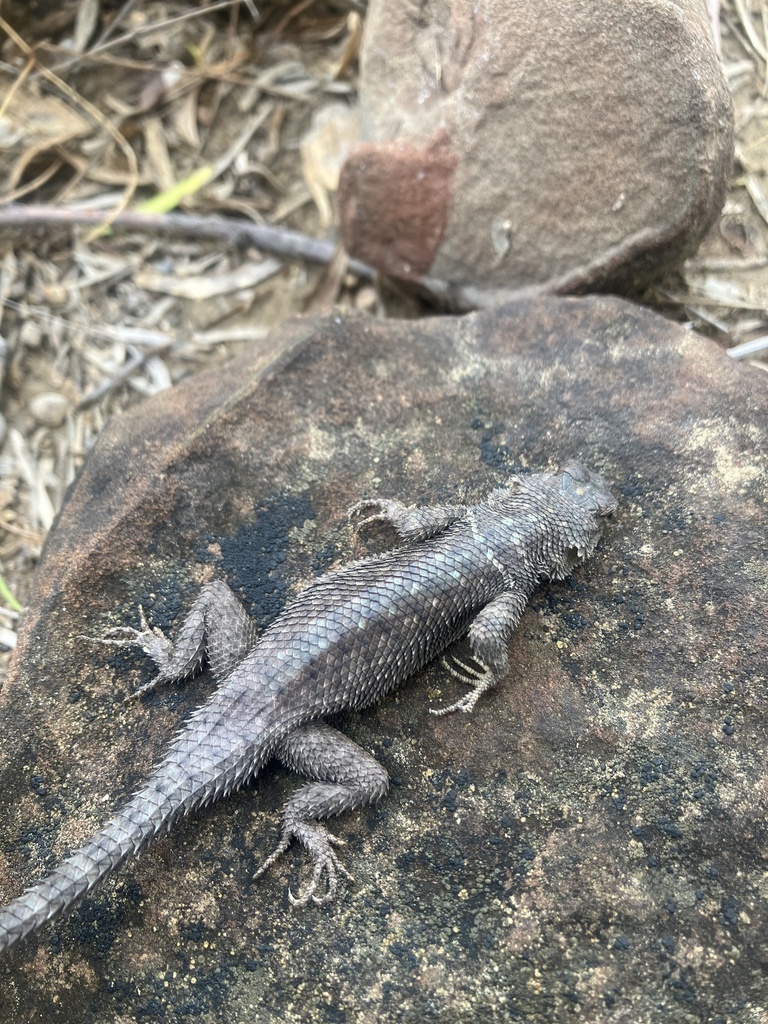 Yarrow's Spiny Lizard
