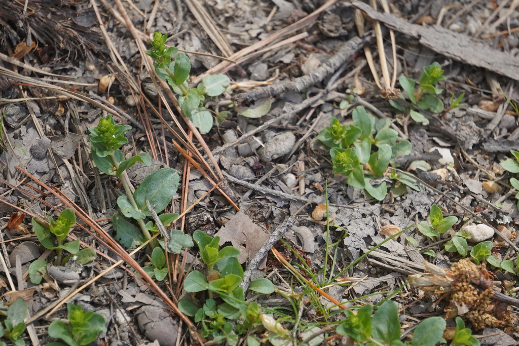 Sara Rall thyme-leaved speedwell from Pemberton Township, NJ, USA on April 20 ...
