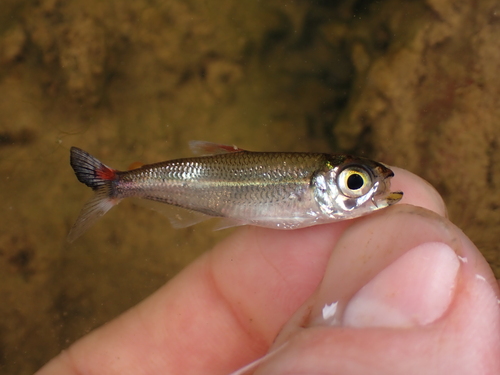 Flag-tailed tetra (Moenkhausia lepidura) — Characidae — 2