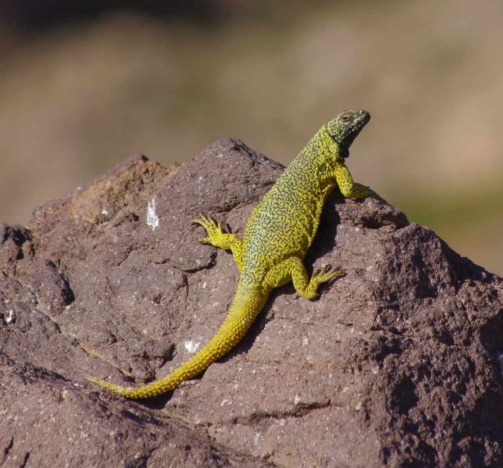 Lobo's Rocky Lizard