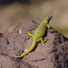 Lobo's Rocky Lizard - Photo (c) charif_tala, some rights reserved (CC BY-NC)