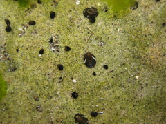 Notoacmea parviconoidea image