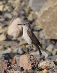 Muscisaxicola cinereus