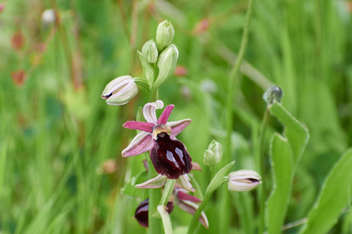 Horseshoe Orchid